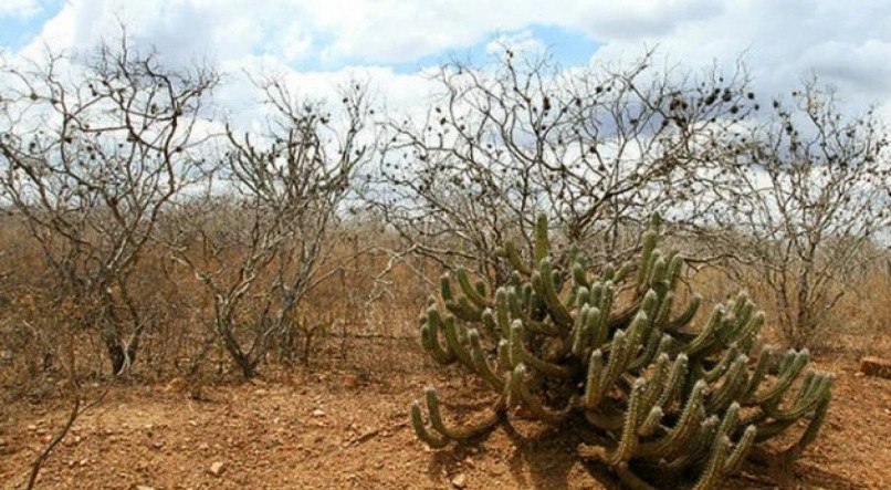 Pernambuco anuncia R$ 16 milhões para reflorestamento da Caatinga no Estado, que sofre com desertificação