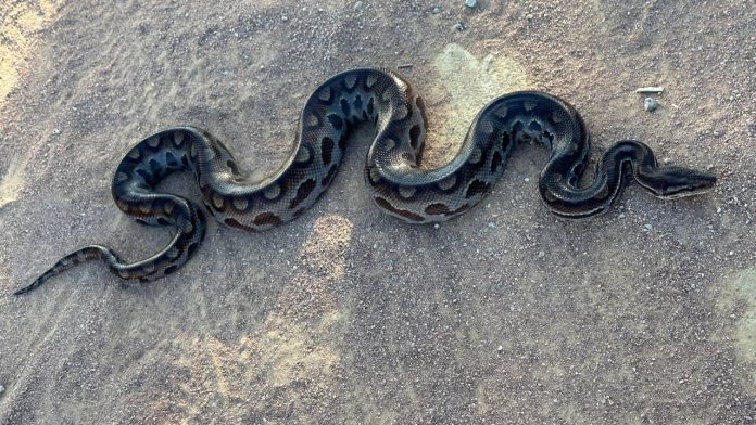 Morador registrou Jiboia arco-íris atravessando estrada na Região de Guanambi