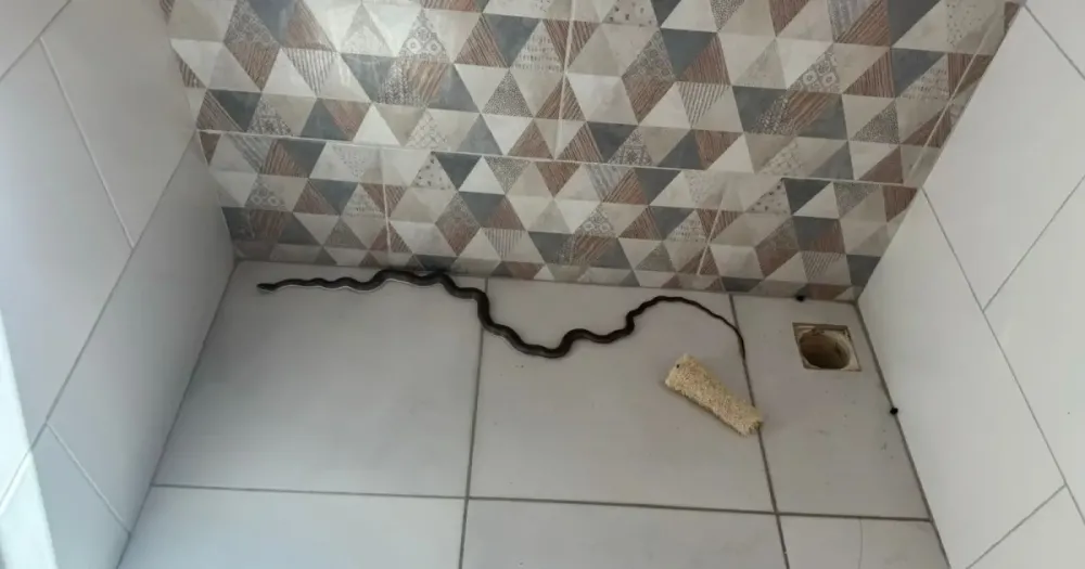 Cobra aparece em banheiro de casa no nordeste da Bahia e bombeiros precisam ser acionados