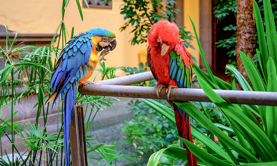 Arara de estimação