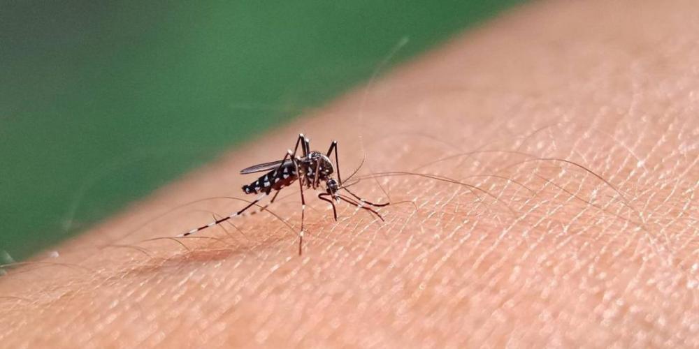 Brasil registra 3 mil mortes por dengue em 2024 maior número desde 2000