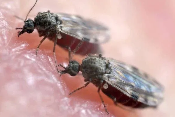 FEBRE OROPOUCHEConheça a Febre Oropouche, doença que vem preocupando vem internando milhares de brasileiros nos últimos meses