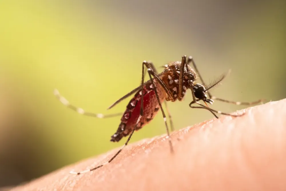 Brasil registra recorde de casos de dengue e mortes em 2024