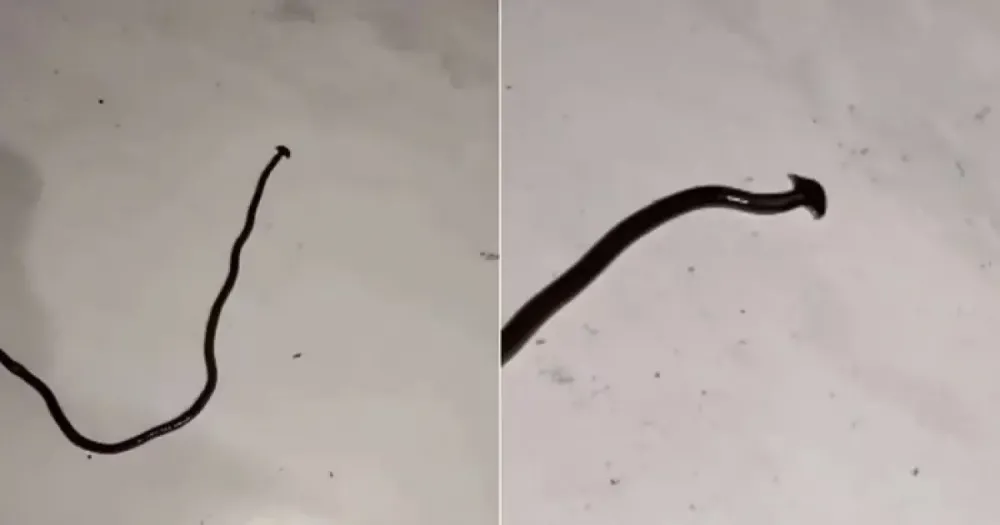 Verme que afeta pets e se multiplica quando cortado é identificado no Brasil