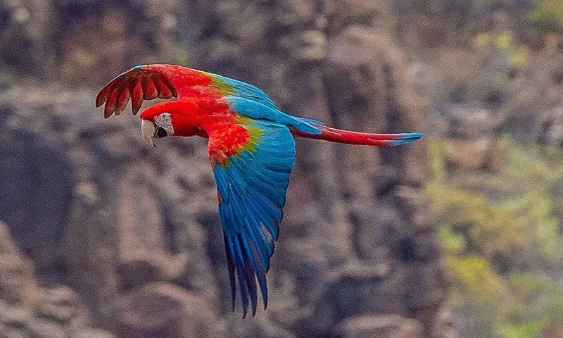Arara-vermelha volta ao céu do sul da Bahia após mais de um século de extinção na região