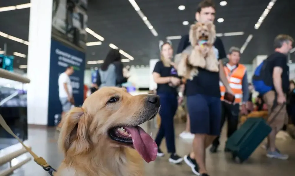 Convívio com animais traz benefícios à saúde física e mental do tutor