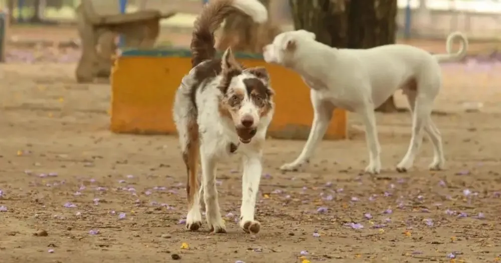 Dia Nacional do Vira-Lata: Pets mais amados do Brasil também são mais invisibilizados