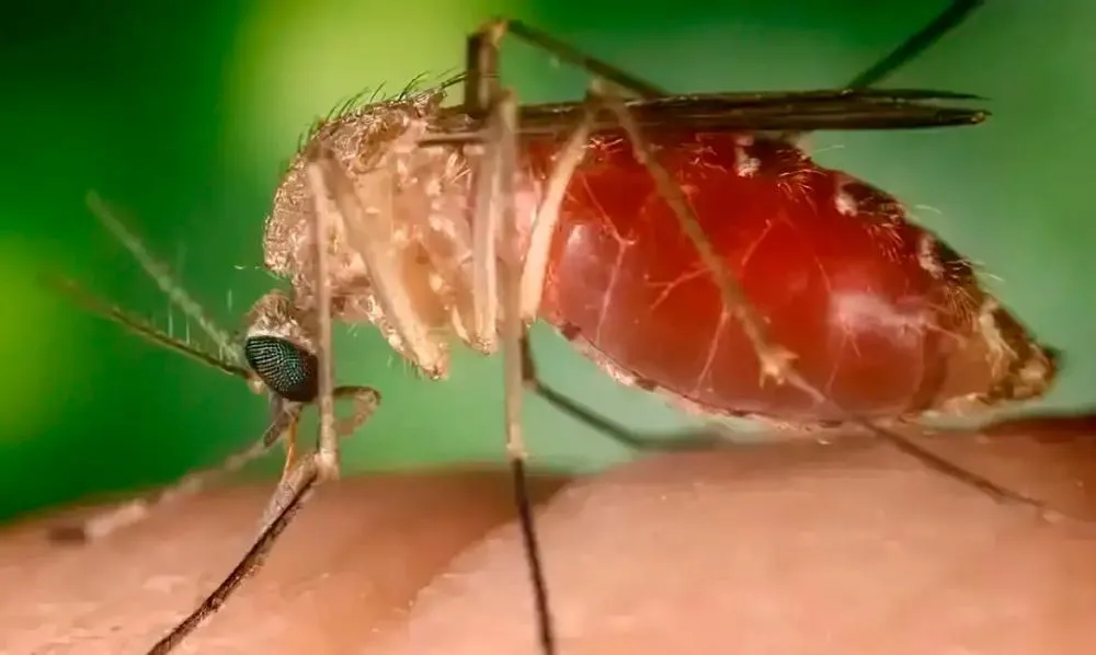 Opas eleva risco de febre do Oropouche nas Américas para alto