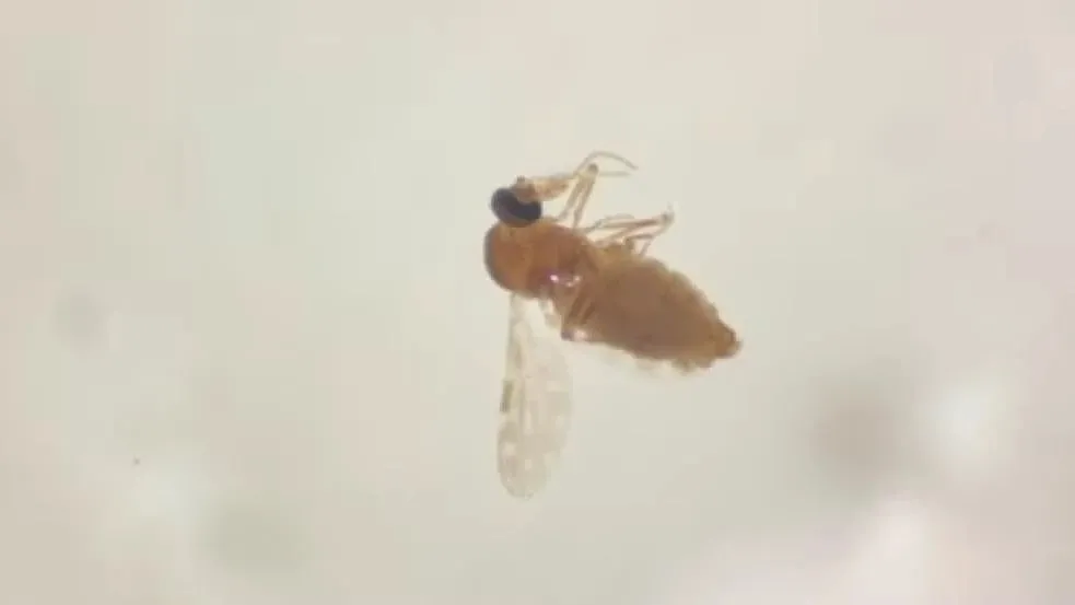 Veja como se proteger do mosquito maruim