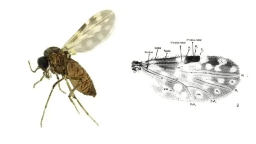 Transmissor da febre oropouche, mosquito maruim está em pelo menos 7 cidades do CE; veja onde