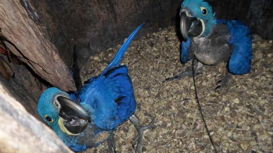Arara-azul anã: influência do homem pode ter estimulado surgimento da nova espécie