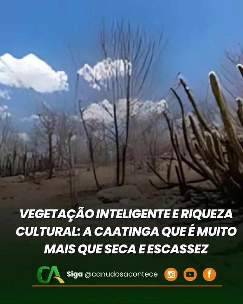 Vegetação Inteligente Riqueza Cultaural: A Caatinga que é muito mais seca e Escassa