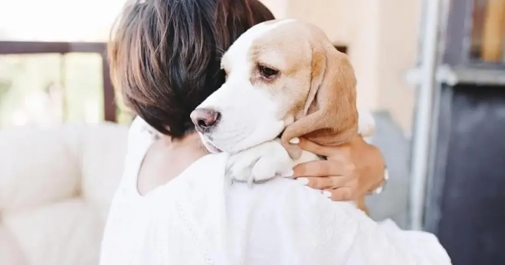 Cães terapeutas podem ajudar no tratamento de transtorno de ansiedade