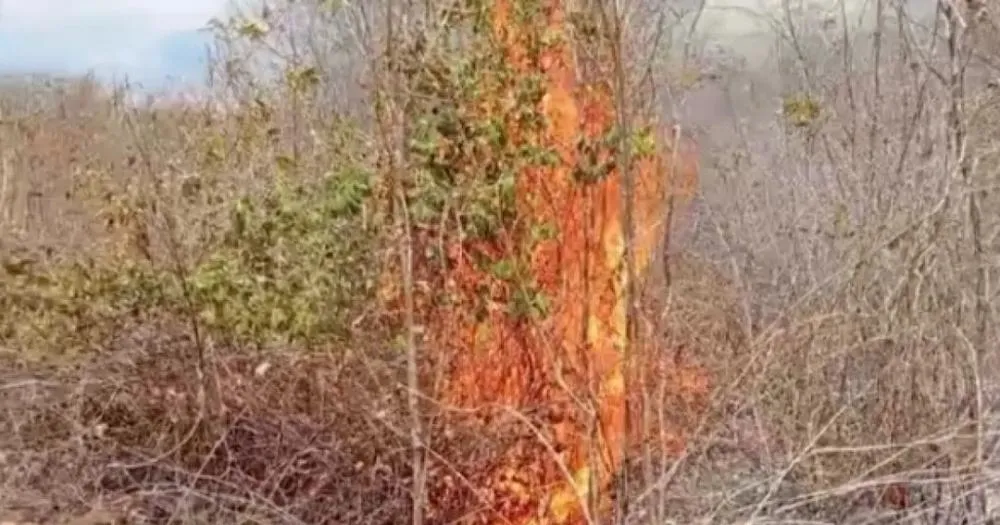 Cidade do Extremo Oeste baiano lidera focos de incêndio do mês no estado