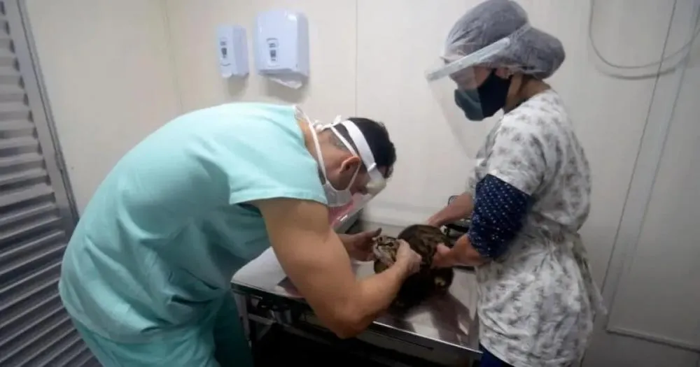 Bahia tem um médico veterinário para cada 405 pets, mas profissionais também atendem outros bichos; entenda