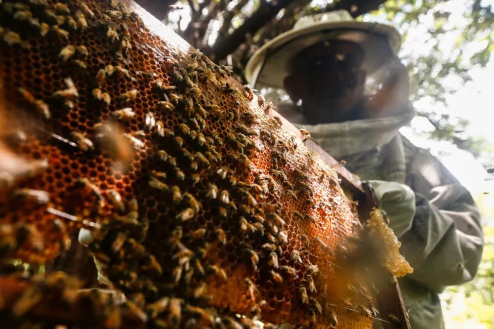 Mineração ameaça produção de mel do maior quilombo da Caatinga
