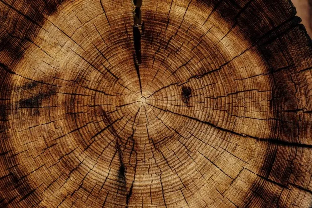 Biomassa de madeira: uma alternativa renovável na matriz energética do Brasil