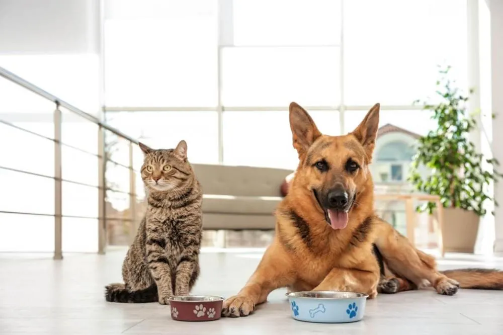 8 cuidados ao mudar a ração do cachorro ou do gato