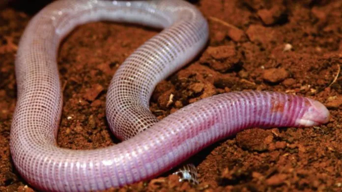 Nova espécie de cobra-de-duas-cabeças foi descoberta em área de mineradora na Bahia