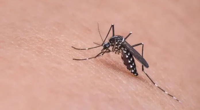 Após 31 mortes em 2024, Vitória da Conquista reduziu número de notificações e saiu do nível de epidemia de dengue