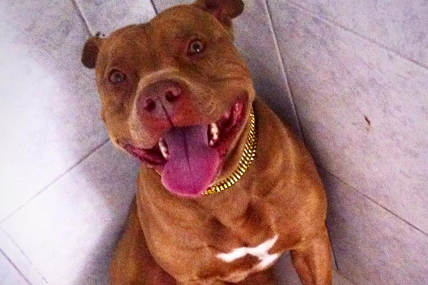 Criança de 1 ano e 9 meses morre após ser atacada por pit bull em cidade baiana