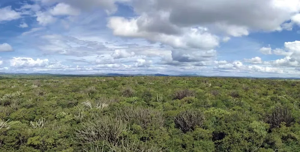 Pesquisadores propõem reclassificação da Caatinga