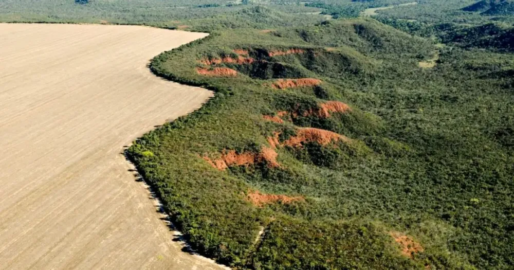 Desmatamento na amazônia cai 30,6%, com menor área devastada em 9 anos