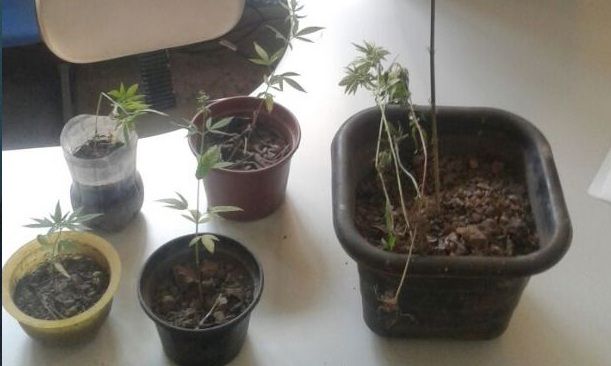 Adolescente atira no próprio tio após galinhas comerem pés de maconha