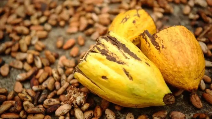 Exportações do agronegócio na Bahia registraram recorde em outubro