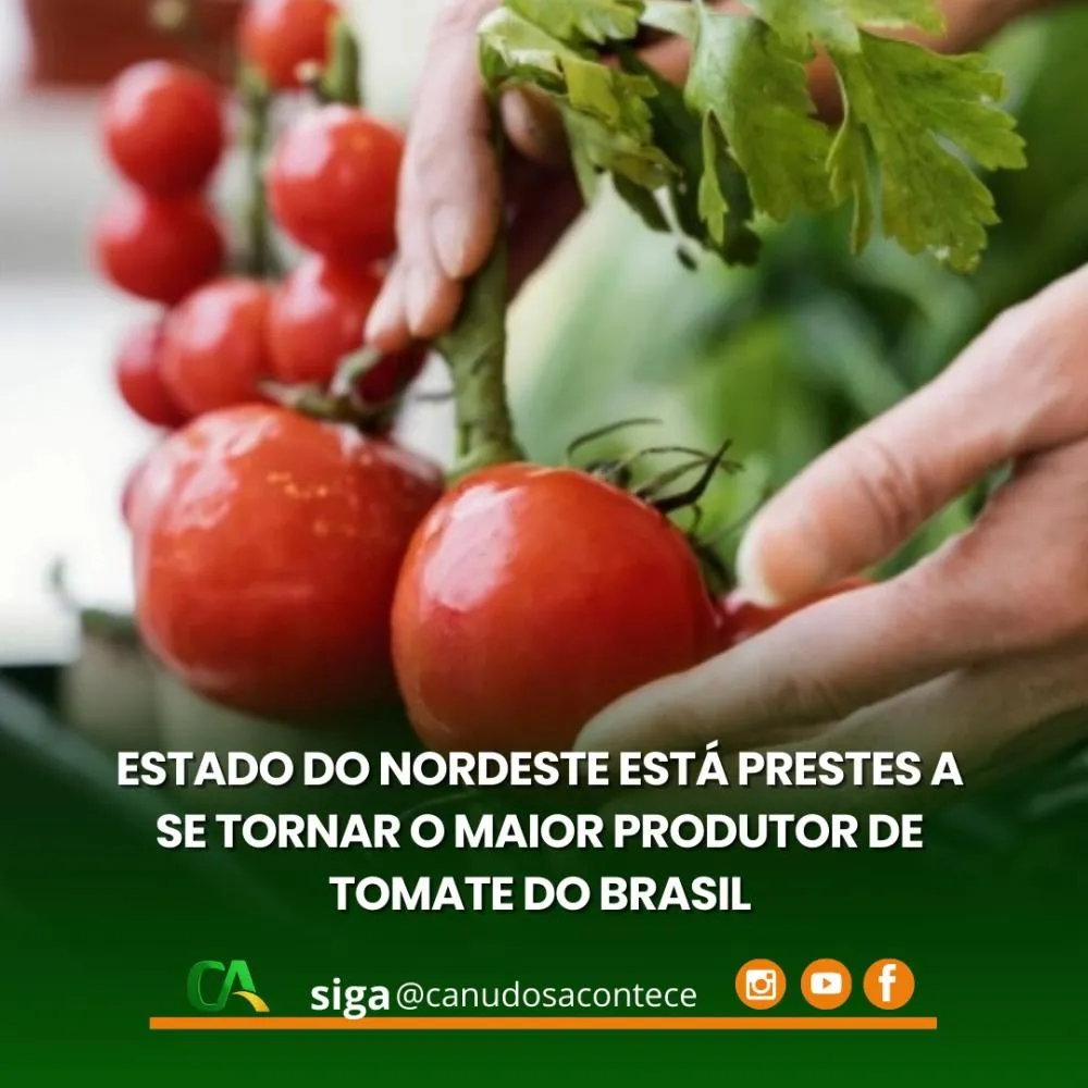 Estado do Nordeste está prestes a se tornar o maior produtor de Tomate do Brasil