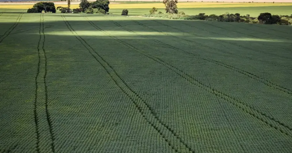 Em menos de quatro décadas, área destinada à soja cresce nove vezes
