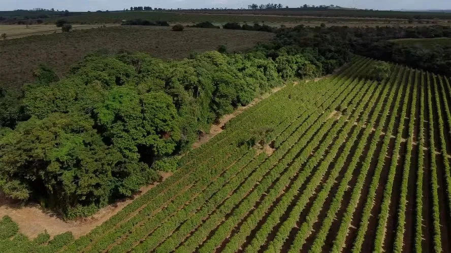 Brasil tem 74 milhões de hectares de excedente de vegetação nativa preservada