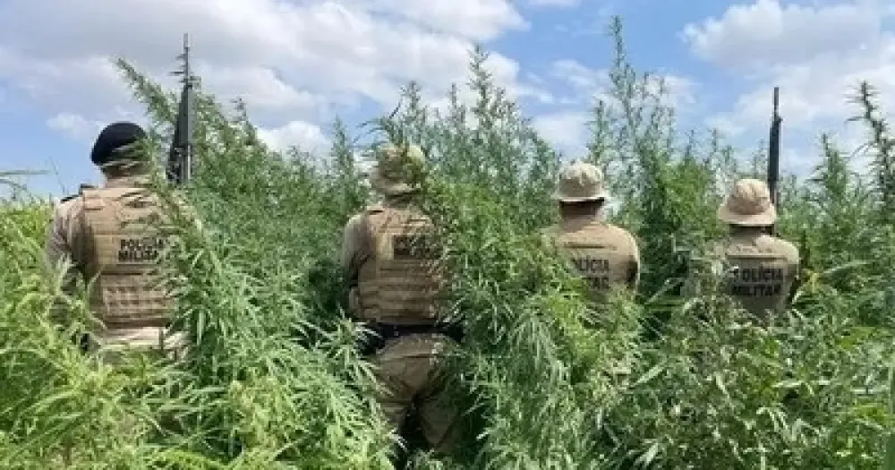 Polícia Militar erradica 65 mil pés de maconha em Curaçá