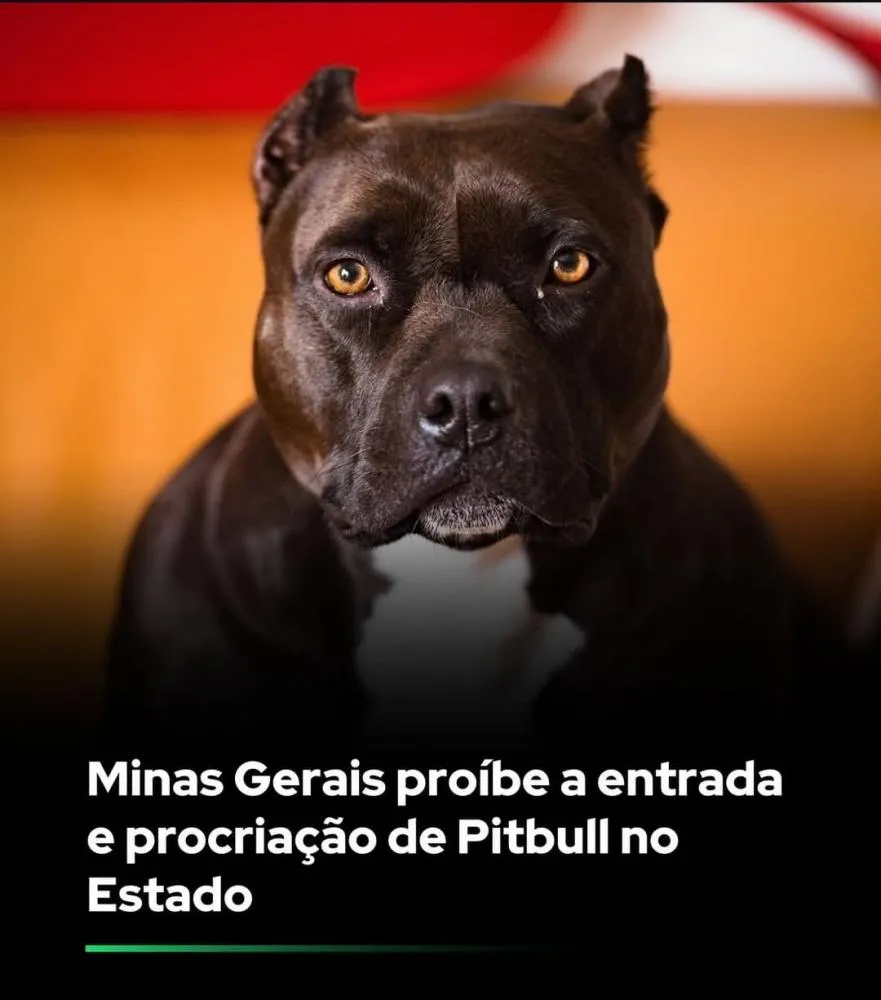 Minas Gerais proíbe a entrada e procriação de Pitbull no Estado