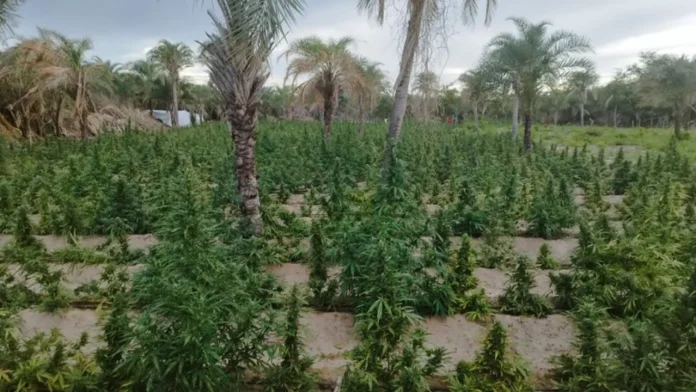 Polícia Federal erradica mais de 5 mil pés de maconha no norte da Bahia