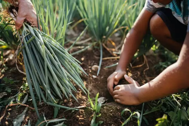 Desenrola rural prevê descontos de até 96% em dívidas de agricultores