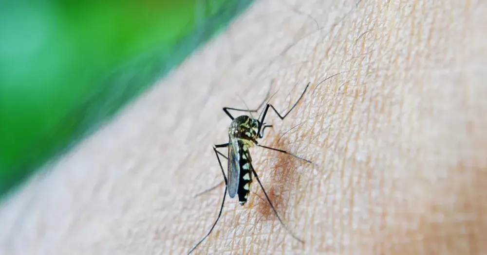 Bahia tem mais de 7 mil casos prováveis de dengue e 8 óbitos em investigação