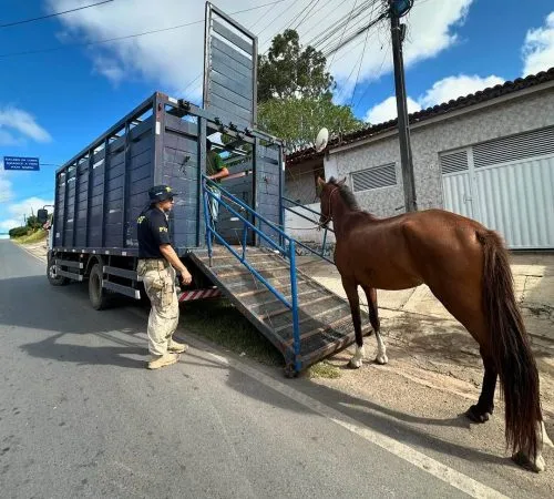 Operação conjunta em Euclides da Cunha resgata animais soltos nas vias públicas do município