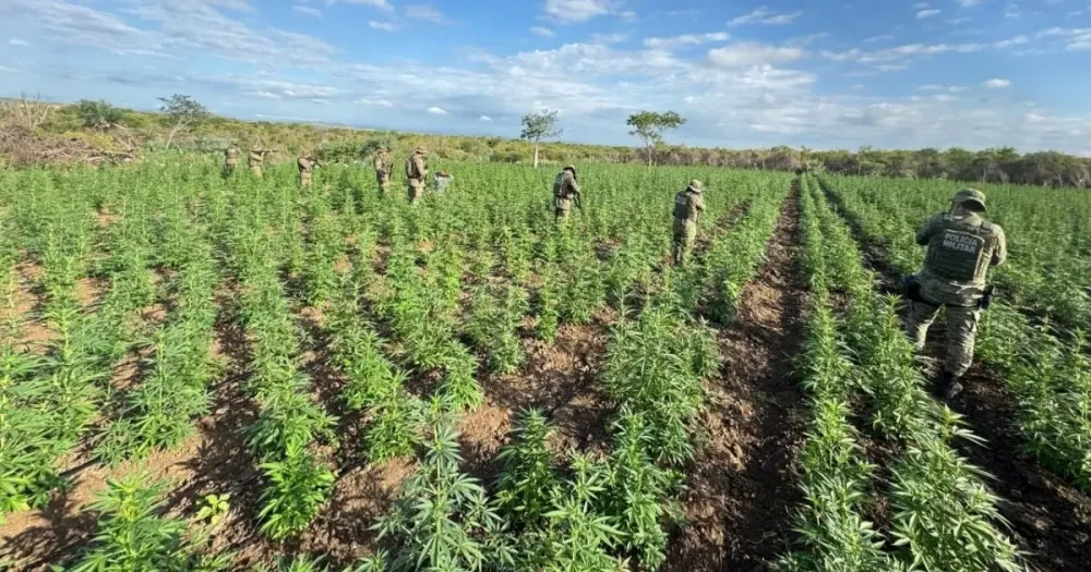 PM erradica 90 mil pés de maconha durante operação no Norte da Bahia