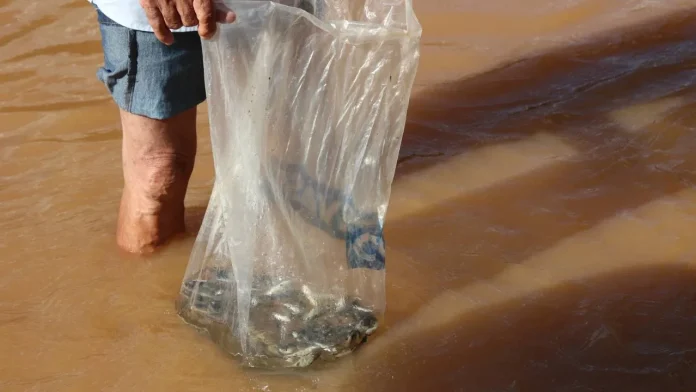 Rio São Francisco recebeu mais de 90 mil alevinos em comemoração ao Dia Mundial da Água