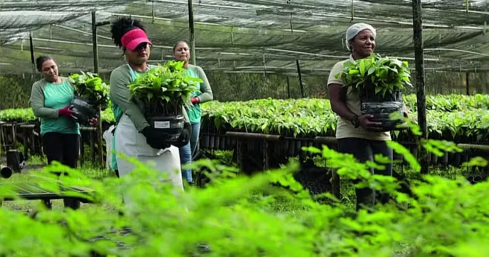 Mulheres ganham independência e papéis de liderança no cultivo de cacau na Bahia