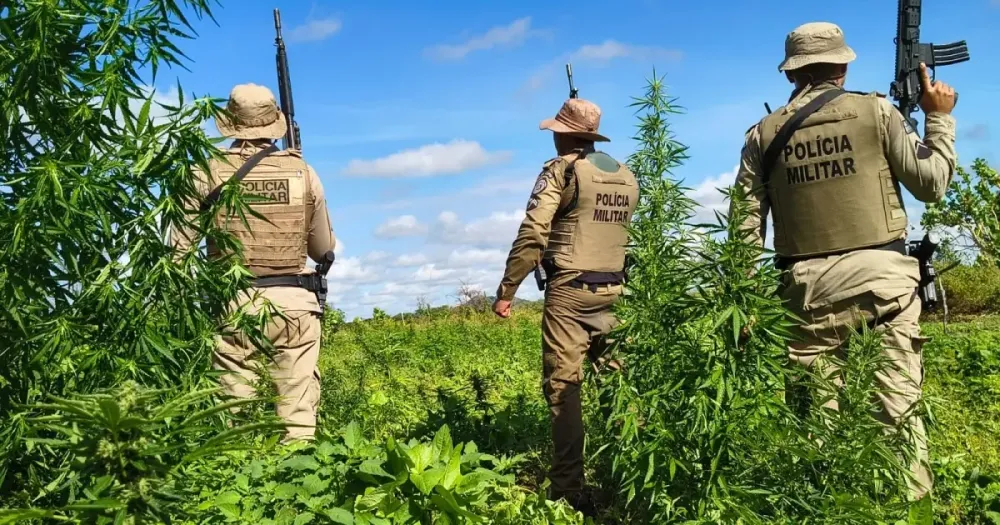 PM erradica mais de 15 mil pés de maconha no Norte baiano
