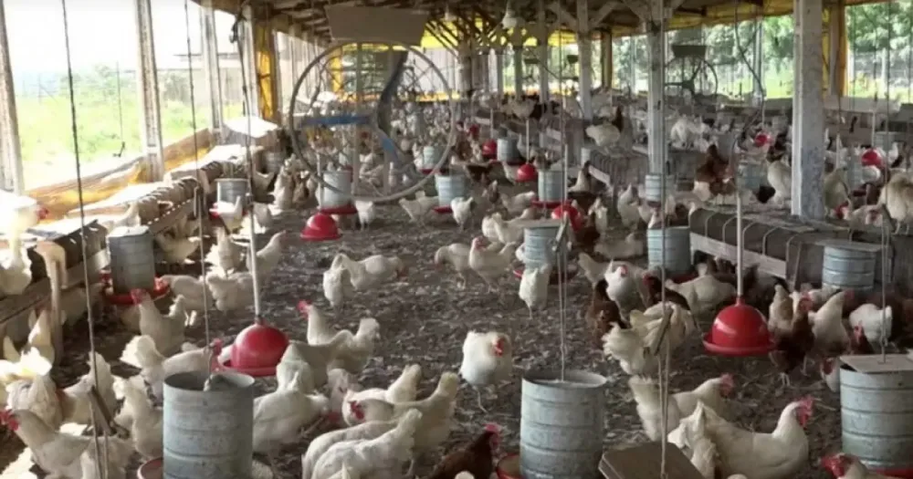 Região de Feira de Santana lidera crescimento de ovos de galinha na Bahia