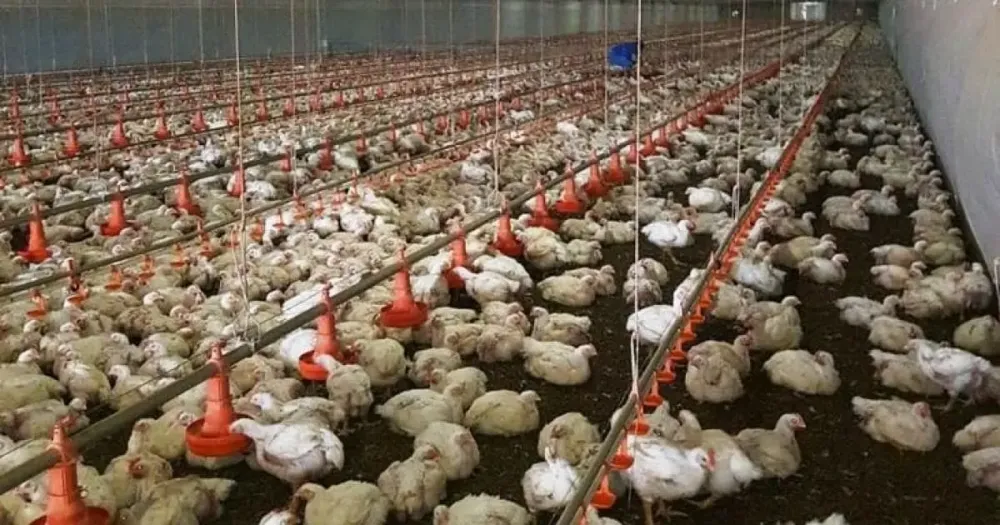 Governo já destruiu 20 milhões de ovos férteis para conter gripe aviária