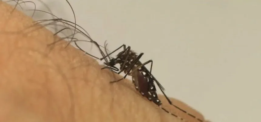 Casos de dengue caem mais de 90% na Bahia em 2025, segundo dados da Sesab