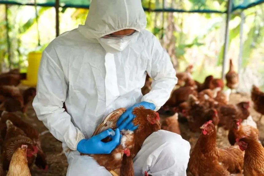 Gripe aviária: risco de transmissão para humanos e prevenção
