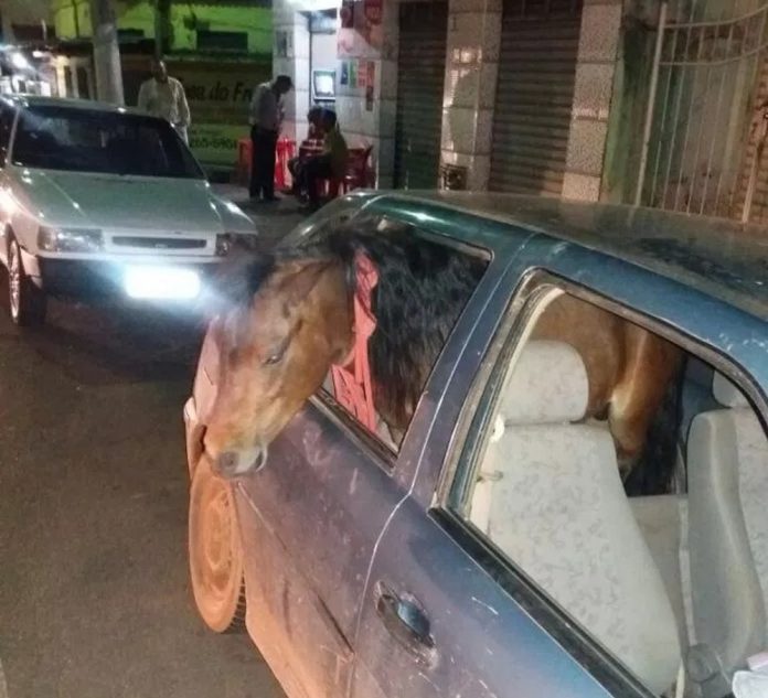 Homem “chapado” é preso por levar cavalo para passear em carro