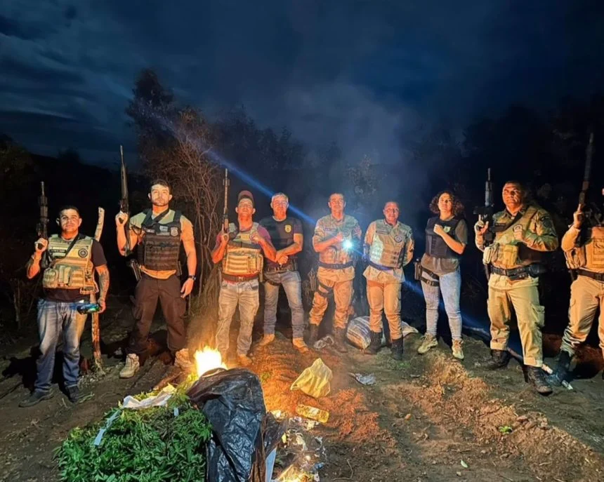 Drones ajudam polícia a encontrar e erradicar roças de maconha em Jeremoabo