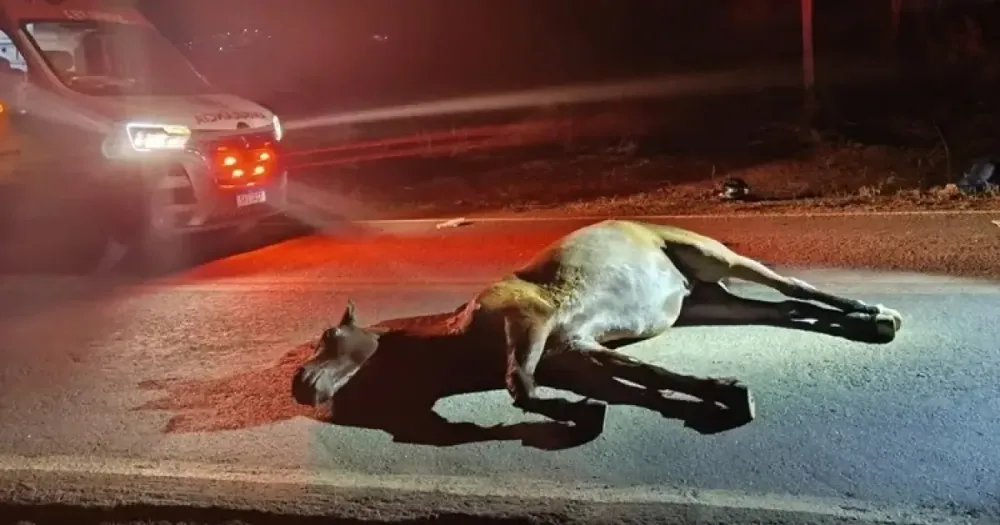 Casal fica ferido após colisão de motocicleta com cavalo solto na BR-264 em Caetité