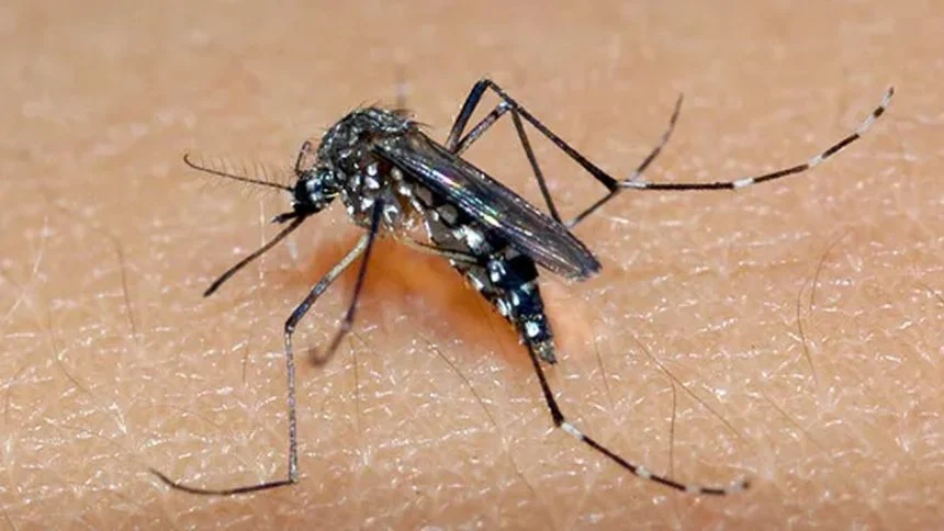 OMS alerta para risco global de surto de chikungunya e pede ação urgente dos países